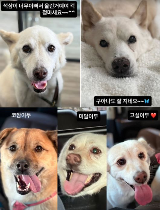 가수 이효리가 암 투병을 알렸던 반려견의 안부를 묻는 팬들에게 다급히 해명했다. /사진=이효리 인스타그램