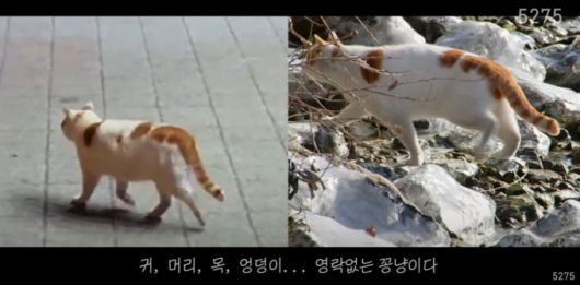 "꽁꽁 얼어붙은 한강 위로 고양이가 걸어 다닙니다" 밈의 주인공 '꽁냥이' 모습. /사진=MBN 방송화면 캡처