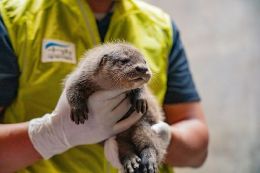 서울어린이대공원에서 태어난 수달./사진=서울시