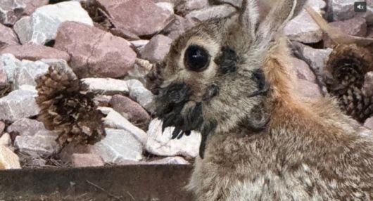 얼굴에 괴상한 검은 뿔이 달린 토끼가 미국 콜로라도주에서 목격됐다. /사진=9NEWS