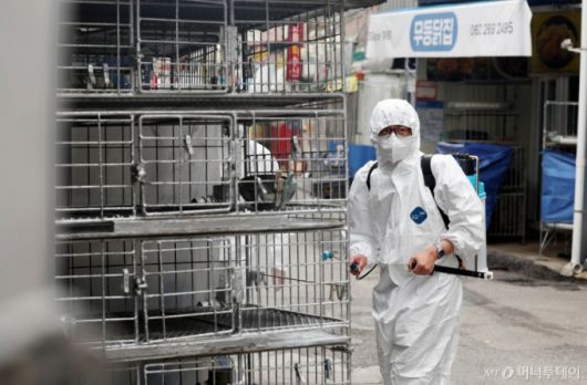(광주=뉴스1) 박지현 기자 = 21일 광주 북구청 시장산업과 동물정책팀 직원들이 관내 한 재래시장 닭오리 판매업소에서 조류인플루엔자 예방을 위해 긴급 방역을 실시하고 있다. 사진은 기사 내용과 관련 없음. (광주 북구 제공. 재판매 및 DB 금지) 2025.5.21/뉴스1  Copyright (C) 뉴스1. All rights reserved. 무단 전재 및 재배포,  AI학습 이용 금지. /사진=(광주=뉴스1) 박지현 기자