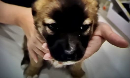 /사진=JTBC '사건반장'