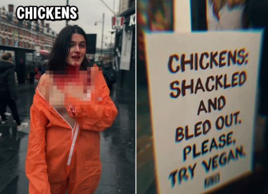 동물보호단체 페타 소속 운동가들이 런던 램버스 브릭스턴의 한 도로에서 식용 닭이 도살되는 방식을 알리며 동물성 제품 섭취를 중단하도록 하는 다소 자극적인 시위를 펼쳤다. /사진=페타UK 인스타그램