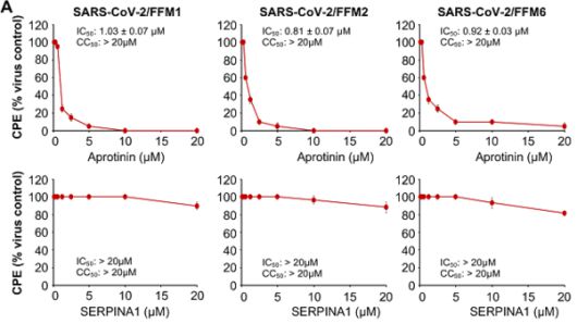 아프로티닌(위)과 대조군 약물(아래)의 세포변성효과(CPE) 억제 정도를 비교한 결과. 바이러스 감염 정도를 가늠하는 CPE는 아프로티닌을 투여한 세포에서 더 크게 줄었다./셀 캡처