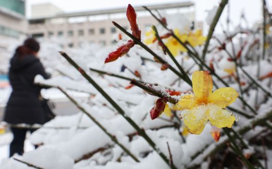 봄을 알리는 영춘화가 피어있다. /뉴스1