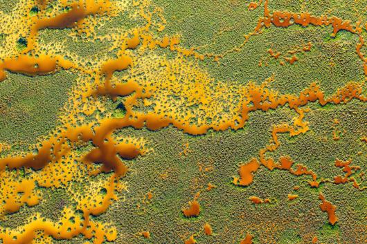 Kaan의 오렌지 카펫에서 - 맹그로브 사진상 자연경관 부문 준우승자 - 산티아고 지베르 이세른, 멕시코