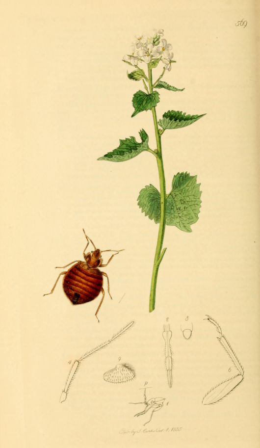 존 커티스가 19세기에 발간한 '영국 곤충학'에 실린 빈대 그림./British Entomology Volume 7 (John Curtis) Plate 569