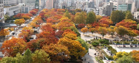 지난 7일 부산시청과 경찰청 주차장, 녹음광장의 나무들./연합뉴스