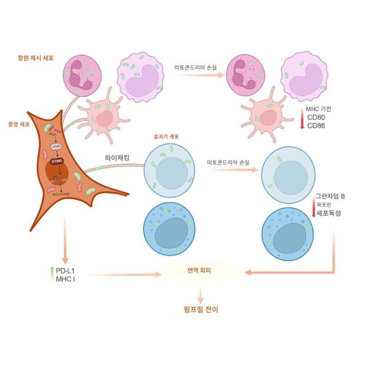 암세포가 여러 면역 세포에서 미토콘드리아를 탈취하면 PD-L1과 MHC1을 통한 면역 회피력은 높아지고(왼쪽 녹색 화살표), 반대로 면역 세포의 공격력은 떨어진다(오른쪽 붉은색)./Cell Metabolism