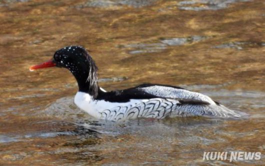 중랑천 상류지역에서 겨울을 보내고 있는 '호사비오리 수컷'호사비오리는 매우 희귀한 잠수성 오리로 멸종위기 1급 야생생물로  IUCN에도 이름이 올라있는 국제적 희귀종이다. (사진 제공=북부환경정의 중랑천사람들)