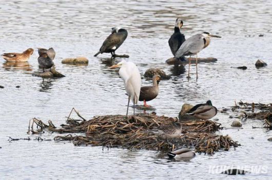 오리류와 백로, 왜가리, 민물가마우지가 휴식을 취하고 있다. 청계천과 중랑천이 만나는 두물머리. 이곳의 물이 3279m를 내달리면 한강을 만난다. 물길 곳곳에는 크고 작은 모래톱들이 형성되어 있다. 모래톱은 새들의 휴식처다.