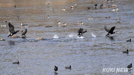 청계천과 중랑천이 합류해 흐르는 지역은 수량도 많고 물살도 적당히 빠르다. 겨울 오후 반짝이는 햇살을 따라 물닭들이 여유롭게 산책을 즐기고 다른 한편에서는 오리류를 비롯해 많은 철새들이 자맥질을 반복하며 먹이를 찾는 풍경이 장관을 이룬다. 이따끔 ‘꾸억꾸억’ 오리들의 합창을 듣고 있노라면 도심 속의 하천이 아니라 한적한 지방의 어느 호수가에 와 있는 느낌을 받는다.