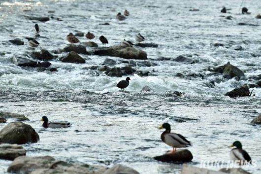 중랑천 철새보호구역 중에서도 살곶이다리 동쪽 청계천과 만나는 지점부터 서쪽의 성동교를 지나 응봉교 주변에 새들이 즐겨 찾는다. 특히 청계천과 중랑천이 만나는 합수지역은 하천 폭이 넓고 먹이도 풍부해 중랑천에서도 가장 새들의 많이 모인다.