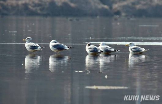 한국재갈매기 무리가 청계천과 중랑천이 만나는 합수지점의 얕은 물가에서 휴식을 취하고 있다.