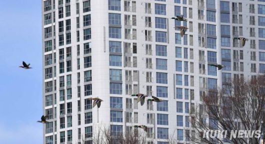 중랑천변 고층아파트를 배경으로 청둥오리 무리가 날고 있다.