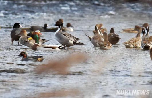서울 도심 하천인 중랑천은 겨울이면 많은 철새들이 모여들어 겨울을 보낸다.하얀 이마가 선명한 물닭 떼가 부지런히 먹이를 찾고 물가장자리 아늑한 곳에서는 고방오리를 비롯해 원앙, 청둥오리, 넓적부리, 물닭이 함께 어울려 사이좋게 휴식을 취한다.