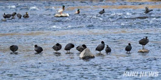 "나란히 줄지어서 휴식 취하는 물닭"중랑천에 대부분의 야생조류 개체수가 줄었으나 잠수성 조류인 물닭은 물이 맑아지고 퇴적물 제거 등 하천정비 사업이 이뤄지면서 4,5년 전부터 개체수가 크게 늘었다.