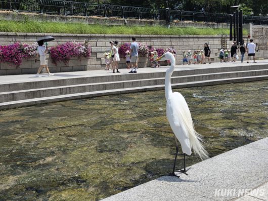 18일 오전 11시 청계천 산책로에서 중대백로 한마리가 ‘청계천 물 첨벙첨벙’ 행사에 참여하는 시민들을 구경하고 있다. 노유지 기자