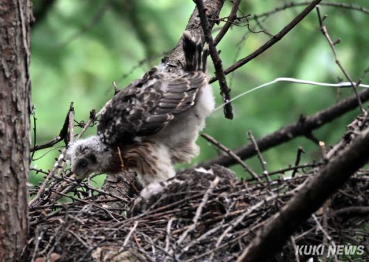 ‘둥지 밖으로 발사’ 참매 새끼 한마리가 본능적으로 둥지 끝에 서서 둥지 밖으로 힘차게 분비물(똥)을 내뿜고 있다.