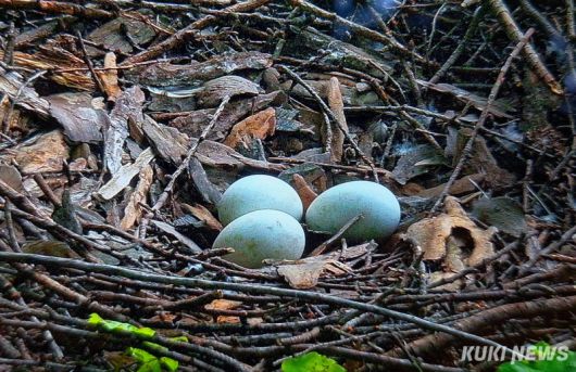 참매는 깊은 숲속의 낙엽송 등 잡목림의 높은 나뭇가지에 둥지를 틀고 계속해서 같은 둥지를 사용하는 습성이 있으며 장마 전인 5월 상순~6월에 2∼4개의 알을 낳아 36∼38일 동안 품는다.