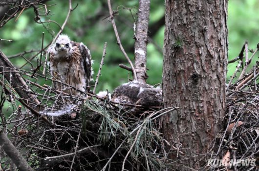 “제 모습이 누추하죠” 지난 24일 태어난지 한달 가까이 되면서 한참 솜털에서 깃털로 털갈이 중인 어린 참매가 둥지 밖을 살피고 있다. 알에서 부화하면 주로 암컷이 새끼들을 돌보고 수컷은 둥지 보수, 주변 경계와 먹이 사냥 등 바깥 활동을 주로 한다.