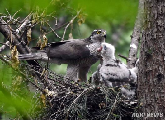 참매는 1982년 천연기념물 제323호로 지정해 보호하고 있는 중형 맹금류로 법종보호종이다. 몸길이 48∼61cm의 참매는 수컷에 비해 암컷이 조금 더 크다. 몸의 윗면은 푸른빛이 도는 회색으로 흰색 눈썹선이 뚜렷하고 윗목은 흰색으로 얼룩져 있다.