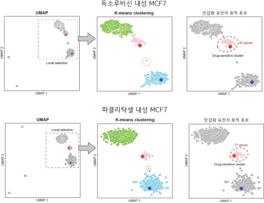 독소루비신과 파클리탁셀 내성 MCF7의 민감화 유전자 표적 예측 과정 예시. KAIST