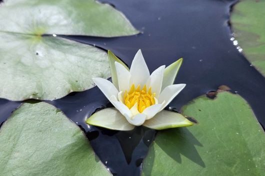 꼬마수련. 한국수목원정원관리원