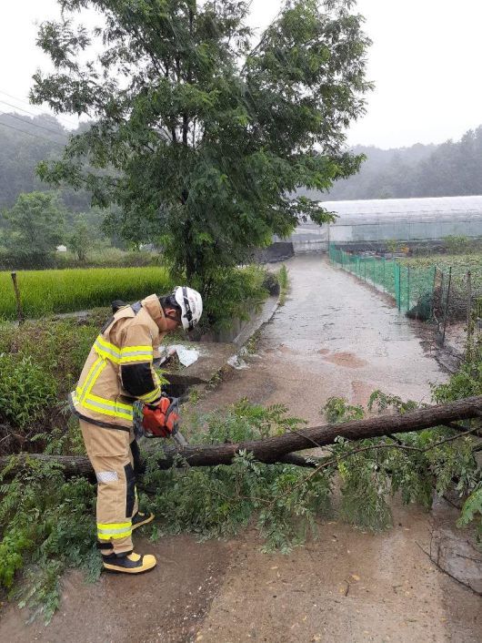 상주에서 쓰러진 가로수를 소방대원이 수습하고 있다. 경북소방본부 제공.