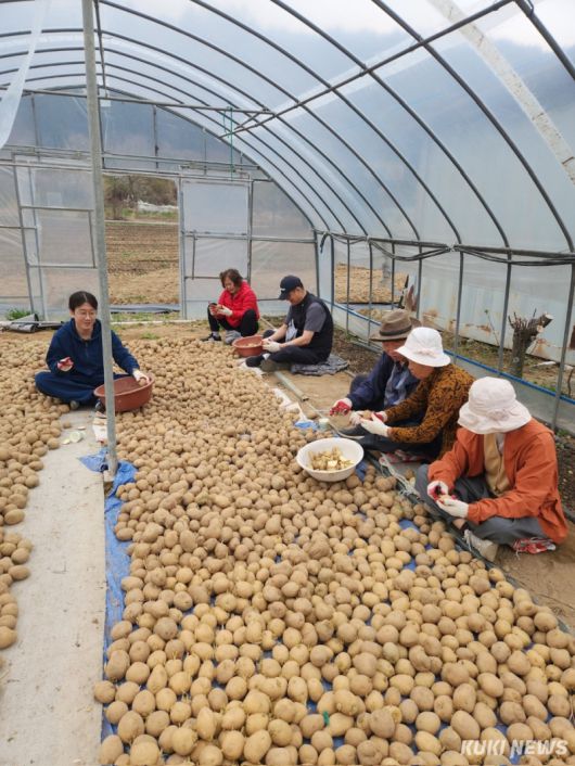 평창군 '강원에서 살아보기' 프로그램 참가자들이 지역 주민들과 함께 수확한 감자를 정리하고 있다. (사진=평창군)