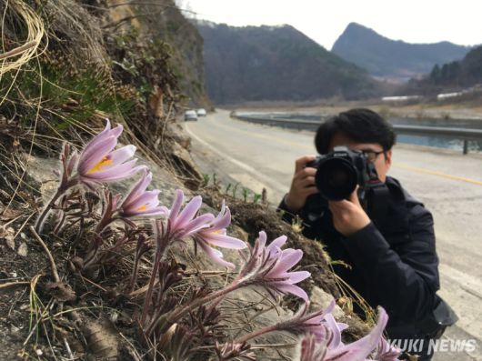 ‘2025 제1회 정선 동강 마라톤대회’ 코스 인근 동강할미꽃 자생지. 윤수용 기자