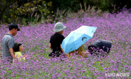 쿠키뉴스 DB(2024 인제 가을꽃 축제)