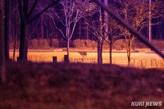 지난 18일 밤 인천 영종도 미단시티 왕복 6차선 대로변에서 야생 고라니가 길을 건너고 있다.
