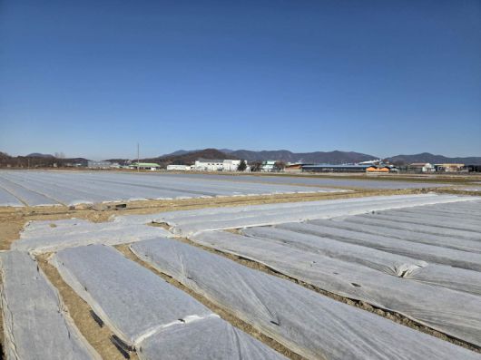 한파에 대비해 부직포를 덮어놓은 마늘밭