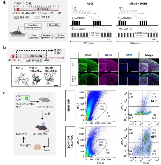 과활성화된 척수 세포를 진정시키고 통증 유발 물질을 제거하는 뇌파 패턴 초음파. 연구진은 비침습적 저강도 초음파 자극(LI-cTBUS) 프로토콜을 개발해, 기존의 척수 자극 방식보다 만성 통증을 보다 효과적으로 완화할 수 있음을 확인했다. 신경 손상 후 만성 통증이 유도된 동물 모델에 10일간 초음파 자극을 적용한 결과(a), 통증으로 인해 과도하게 활성화돼 있던 별세포(성상교세포)의 반응성이 감소했다. 이와 함께 통증을 악화시키는 GABA와 BDNF의 비정상적 축적도 크게 줄어들었다(b). 세포 이미징과 FACS 분석을 통해, LI-cTBUS가 별세포로 하여금 과도하게 축적된 BDNF를 세포 내부로 흡수해 분해하도록 유도한다는 사실이 확인됐다(c) 이러한 결과는 LI-cTBUS가 비침습적이면서도 안전하게 작동하는 차세대 통증 치료 기술로 활용될 수 있음을 보여준다. IBS