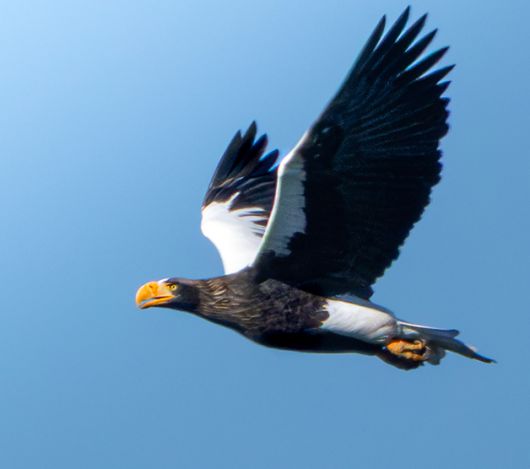 울산에서 관찰된 참수리. 새통신원·짹짹휴게소 제공.