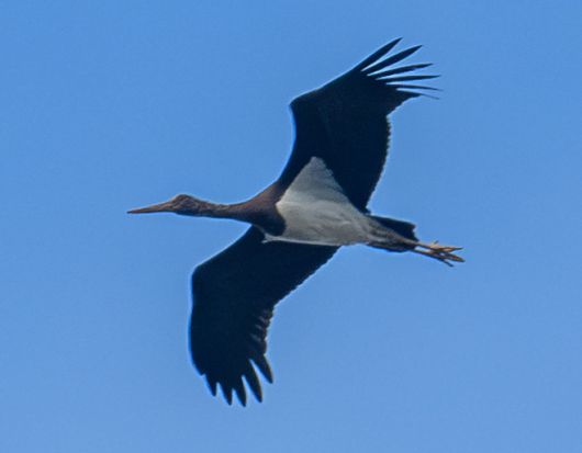 울산에서 관찰된 먹황새. 새통신원·짹짹휴게소 제공.
