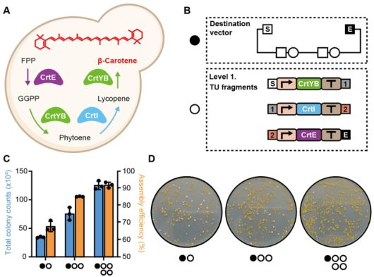 베타카로틴 생합성 경로를 이용한 EffiModular 시스템의 검증. CrtYB, CrtI, CrtE 유전자들의 도입을 통해 S. cerevisiae에서 베타카로틴 생합성 경로를 구축할 수 있음. CrtYB, CrtI, CrtE를 코딩하는 Level 1 TU 단편들과 선형화된 목적 벡터로, 벡터는 검은색 원으로 표시되며, Level 1 TU 파편들은 흰색 원으로 표시됨. 목적 벡터 대비 Level 1 TU 단편들의 다양한 몰 비율(1:1, 1:2, 1:4)에 따른 형질전환 결과의 정량적 분석으로, 총 콜로니 수와 조립 효율을 보여주며, 실제 실험 결과 목적 벡터 대비 Level 1 TU 단편들의 몰수가 증가할수록 전체 형질전환 효율 및 조립 효율이 비례적으로 증가하였으며, 1:4의 몰비율로 조립을 진행하였을 때 90%가 넘는 조립효율 확인. 한국생명공학연구원