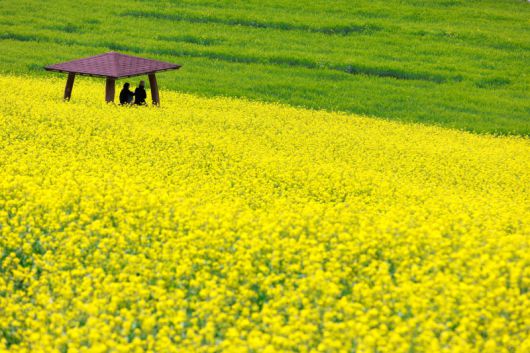 화룡포 봄꽃축제. 예천군 제공