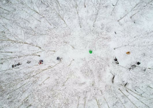 영양 자작나무숲. 영양군 제공