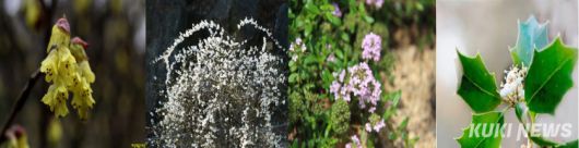 삼선산수목원에 자생하는 국립수목원 지정 미선나무, 히어리, 호랑가시나무, 섬백리향 등 77종의 희귀·특산식물이 보존돼 있다. 사진=이은성 기자