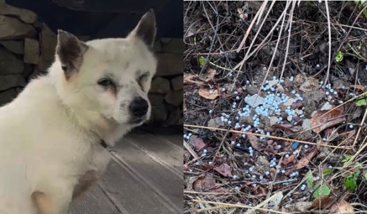 (사진 왼쪽부터) 비비탄 총을 맞고 다친 반려견과 마당 사유지에서 발견된 비비탄 총알 모습 ⓒ비글구조네트워크 인스타그램