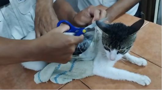 [코스타리카 법무부]