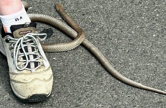 [Reptile Relocation Sydney 제공]