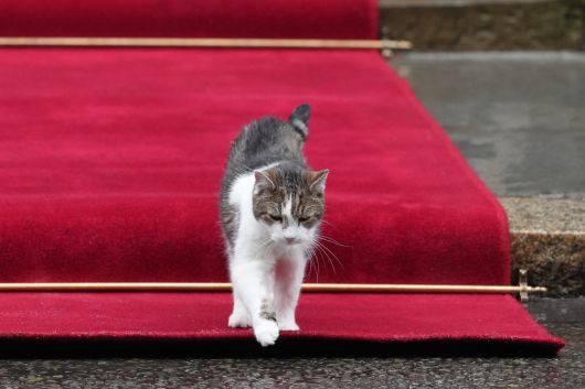 래리가 레드카펫을 걸어가는 모습 [AP]