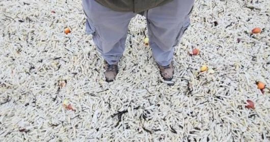 [페이스북 '조엘 보니치' 캡처]