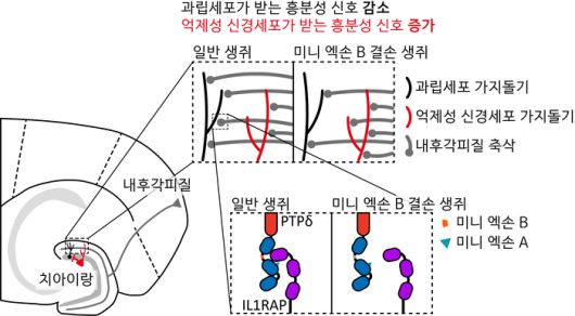 PTPδ의 미니 엑손 B로 인해 조절되는 흥분-억제 비율
