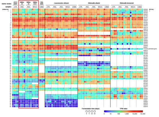 발효기간에 따른 유전자 발현 수준 비교.