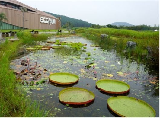 금개구리 서식지 전경. 사진 출처 : 국립생태원