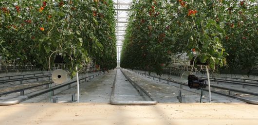 토마토농장 스마트팜 난방시스템 설치 사진.